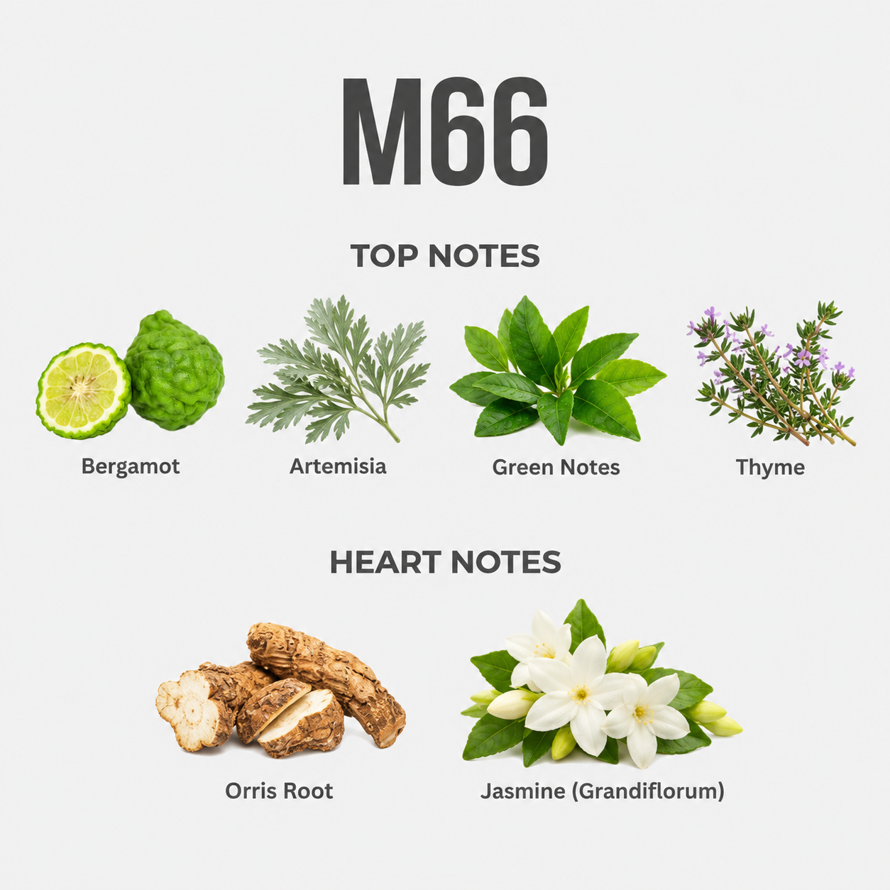 M66 top notes and heart notes